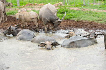 thai buffalo in mud