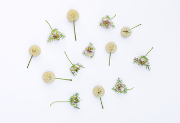 Passion fruit flower isolate on white background, flower background, spring concept card
