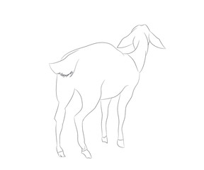 vector illustration of a goat that stands, drawing by lines