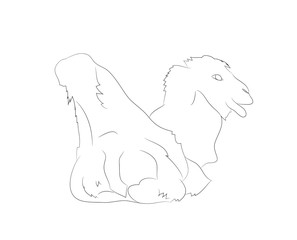 vector illustration of a camel that lies, drawing by lines
