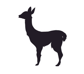 vector illustration of alpaca standing, drawing silhouette