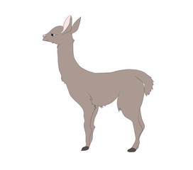vector illustration of alpaca that stands, drawing color
