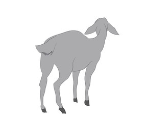 vector illustration of a goat that stands, drawing color