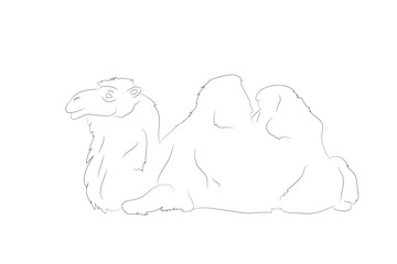 vector illustration of a camel that lies, drawing by lines
