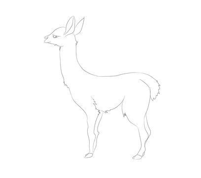 vector illustration of alpaca that stands, line drawing