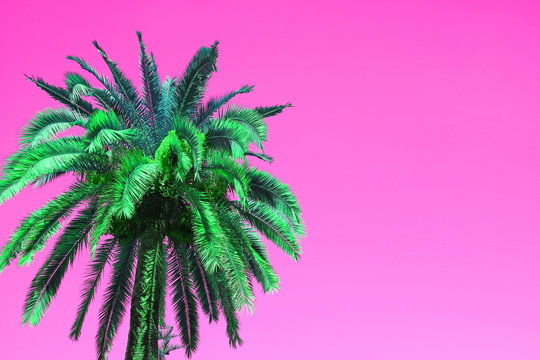Pop Art Style Vibrant Green Palm Tree on Vivid Pink Background with Copy Space