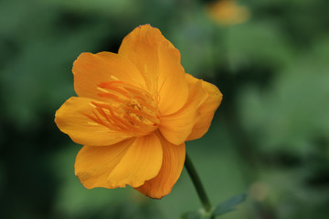 Close up of orange flower head, chinese globeflower
