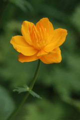 Close up of orange flower head, chinese globeflower
