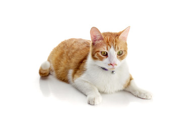 Redhead with white fur cat close-up