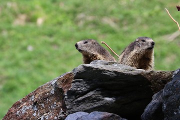 Marmotta