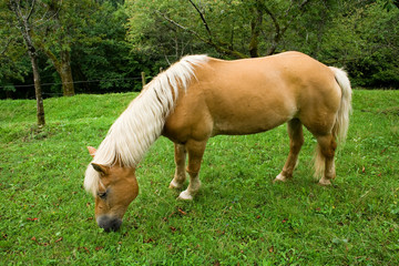 foal eating the grass