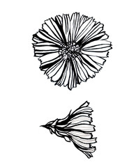 Dandelion ink drawn, black and white