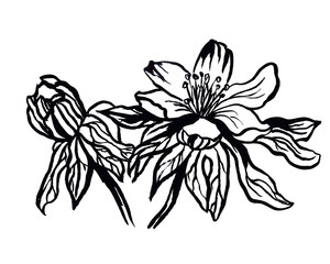 Ranunculales drawn with ink, black and white color