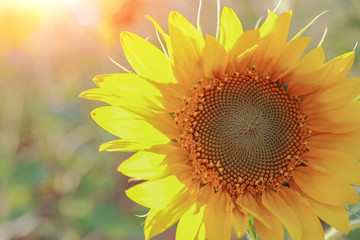 Naklejka premium Sunflowers