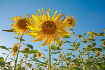 Sunflowers