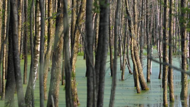 Thin trees stand in the covered water. Masuria Warmia Poland