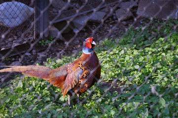 Adult pheasant in the valier strolls through the grass