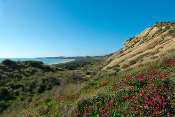 Torre Salsa natural reserve, Agrigento, Sicily - blooming red flowers on the hills of the park with the seashore in the background