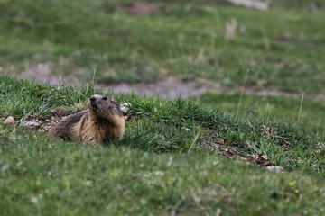 Marmotta