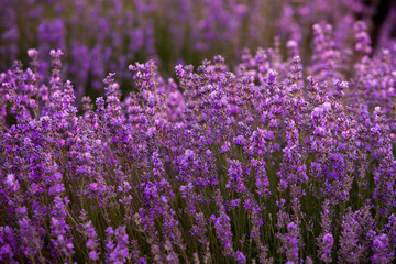 Lavender Field in the summer