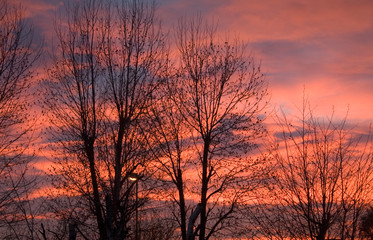 city red sunset with tree silhoutte