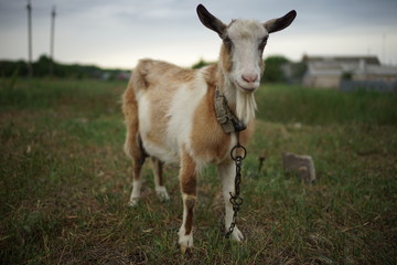 Naklejka na ściany i meble Domestic brown and white goat standing in a field