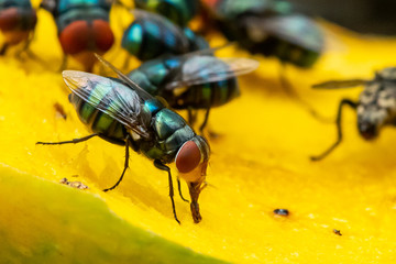 Green houseflies feeding on ripe mango using their labellum to suck the meat