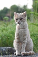 Yellow cat portrait. Young domestic cat portrait