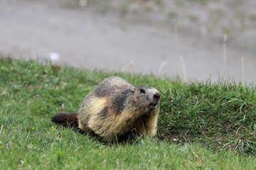 Marmotta