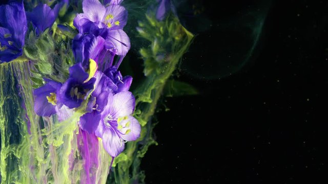 Flowers Polemonium caeruleum. Colorful ink in water.