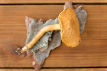 nature and environment concept - suillus bovinus mushroom on wooden background