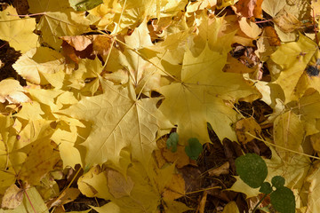 Yellow sun lit fallen maple leaves on the ground. Top view close up. Background texture.