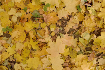 Yellow autumn leaves on the ground. Top view background texture.