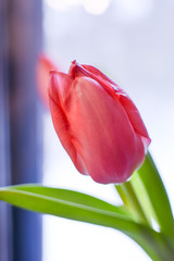 Fototapeta premium Pink bud of a tulip on a green stalk