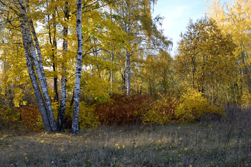 Autumn landscape with yellow birch trees and colourful shrubbery. Copy space. 