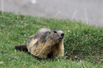 Marmotta