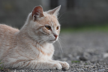 Yellow cat portrait. Young domestic cat portrait