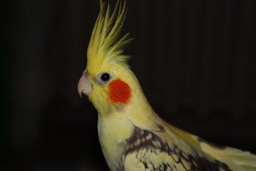 portrait of a parrot