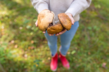 season, nature and leisure concept - close up of woman hands holding mushrooms in forest