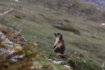 Marmotta