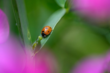 Macro shot of a ladybird (Coccinellidae). The pink flowers of a vetch are seen in bokeh.