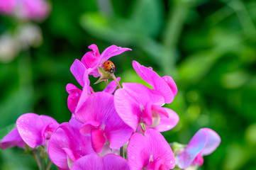 Macro shot of a ladybird (Coccinellidae) crawling on the pink flowers of a vetch.