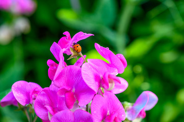 Obraz premium Macro shot of a ladybird (Coccinellidae) crawling on the pink flowers of a vetch.