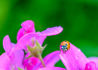 Macro shot of a ladybird (Coccinellidae) crawling on the pink flowers of a vetch.