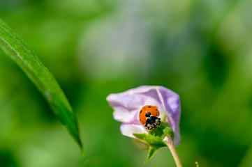 Macro shot of a ladybug (Coccinellidae) on the pale pink blossom of a vetch.