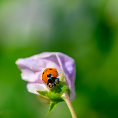 Macro shot of a ladybug (Coccinellidae) on the pale pink blossom of a vetch.
