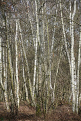 Obraz premium Birken-Gruppe