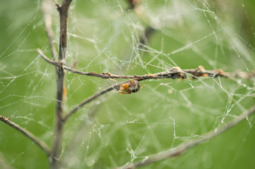 Pająk w swojej pajęczynie. © boguslavus