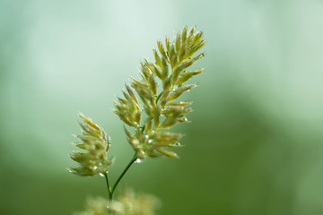 Kłos trawy o poranku. © boguslavus