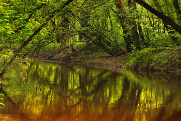 Beautiful river in the forest. Reflection of trees in the water